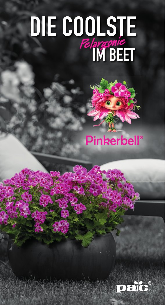 Die coolste Pelargonie im Beet flyer visual